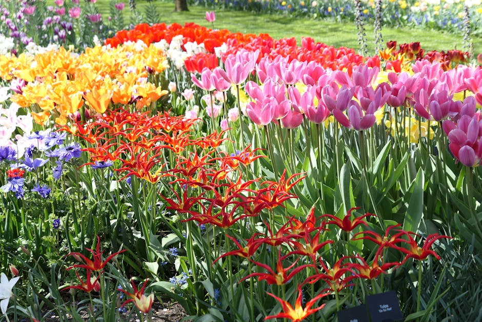 etias amsterdam temporada de tulipanes 2
