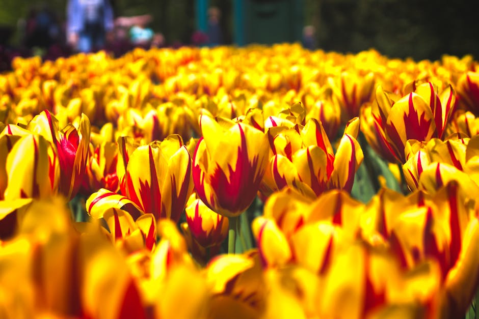 etias amsterdam temporada de tulipanes 3