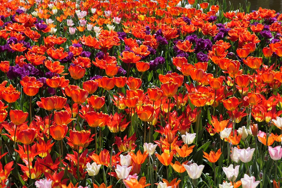 etias amsterdam temporada de tulipanes 4