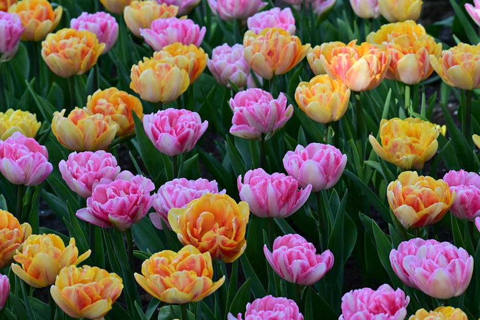 etias amsterdam temporada de tulipanes 5