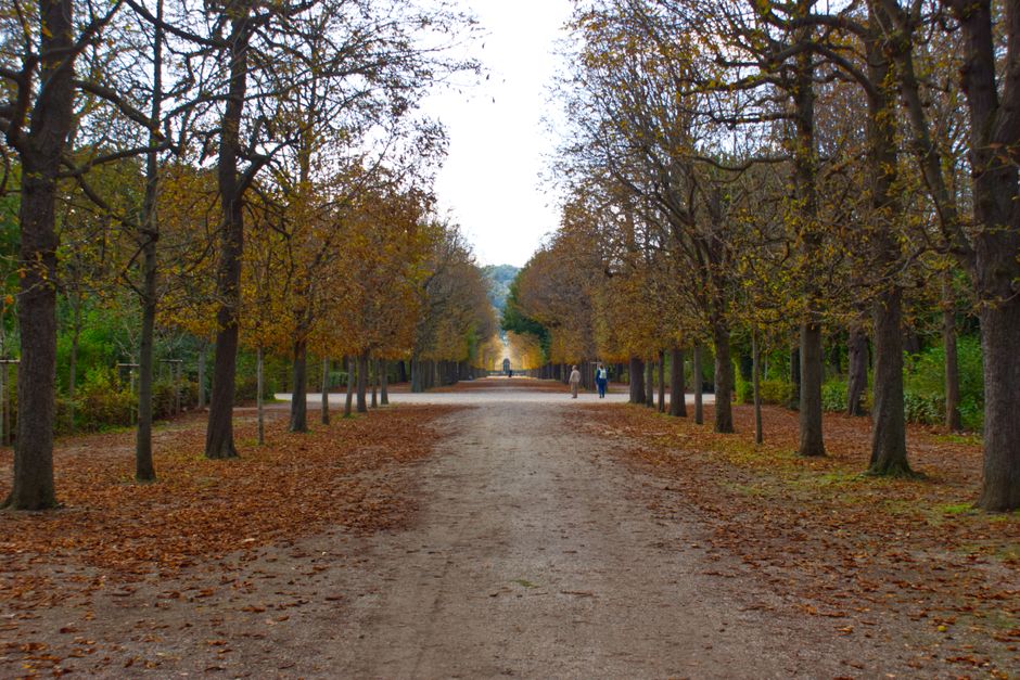 Autumn leaves in a Vienna park in October